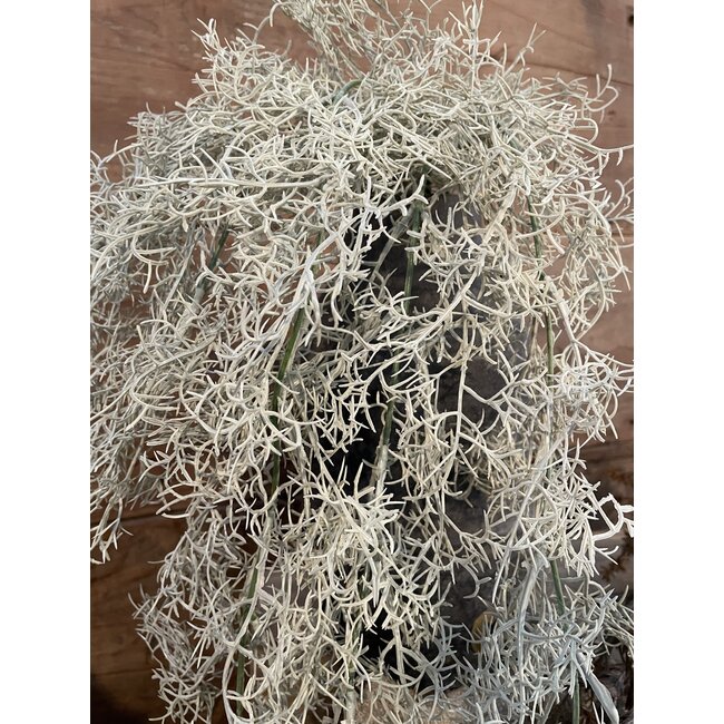 Countryfield # Santolina grijs-L21B15H78CM