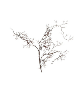 Countryfield @ Kunst tak Frangula bruin-L110B20H12CM