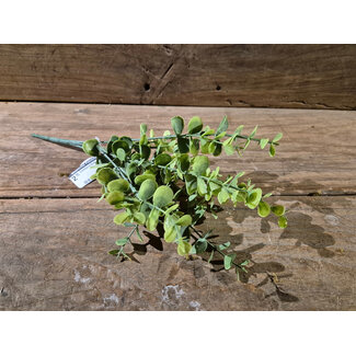 # Eucalyptus Bush groen