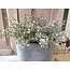 # Tea Leaf Bush x6 - kunst