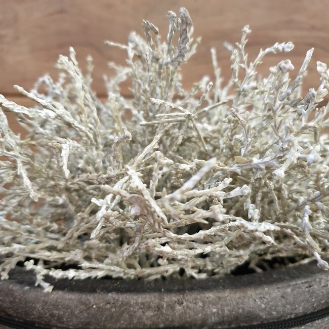 # Zilverstruikje - imitatie - 25 cm