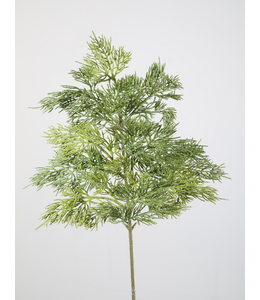 @ Cedar Spray 50cm