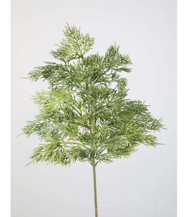 Cedar Spray 50cm
