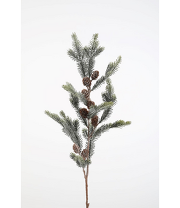 Cedar Seeds Stem 86cm