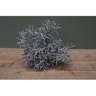 ## G274 - podocarpus bush x 7 29 cm