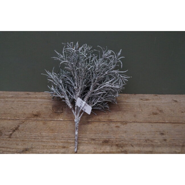 ## G274 - podocarpus bush x 7 29 cm