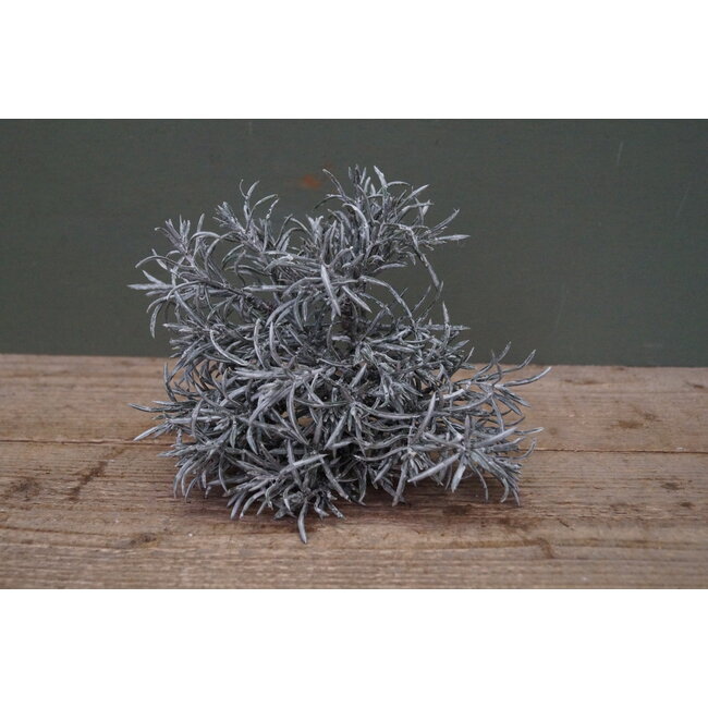 ## G274 - podocarpus bush x 7 29 cm