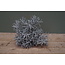 ## G274 - podocarpus bush x 7 29 cm