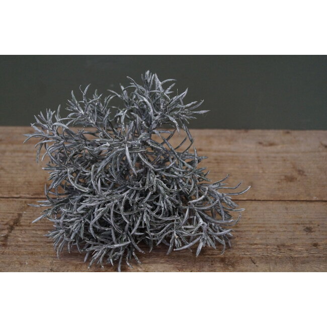 ## G274 - podocarpus bush x 7 29 cm