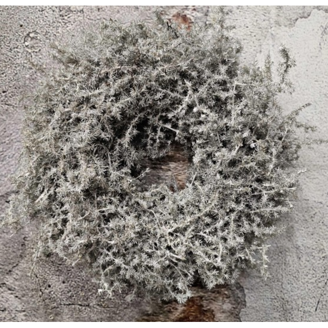 Asparagus wreath white 28cm