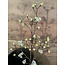 ## Esdoorn fruit tak Quince  L wit - 110 x 22 x 4 cm