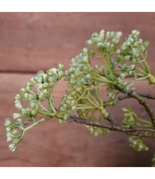 # E333 - berry spray/groen 70 cm