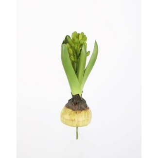 Hyacinth Bulb 23cm