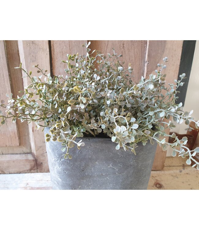 # Tea Leaf Bush x6 - kunst