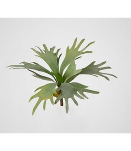 Hertshoorn - 12 bladeren - 35 cm