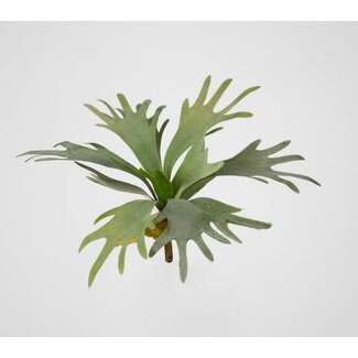 Hertshoorn - 12 bladeren - 35 cm