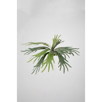 Q404 - Hertshoorn groot - met 14 bladeren - 52 cm