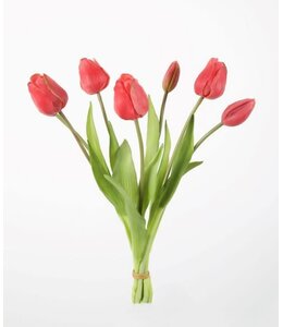 # Tulip Bush x7 41cm