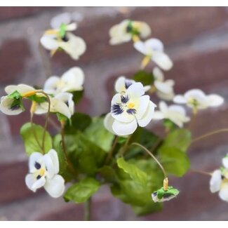 23747 05 viooltje white