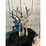 Countryfield wordt niet verzonden - Hert Zen M bruin-L17B11,5H30,5CM