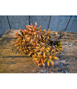 Countryfield Bundel Eucalyptus geel-L13B13H32CM