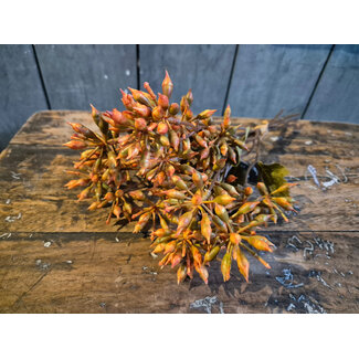 Countryfield Bundel Eucalyptus geel-L13B13H32CM