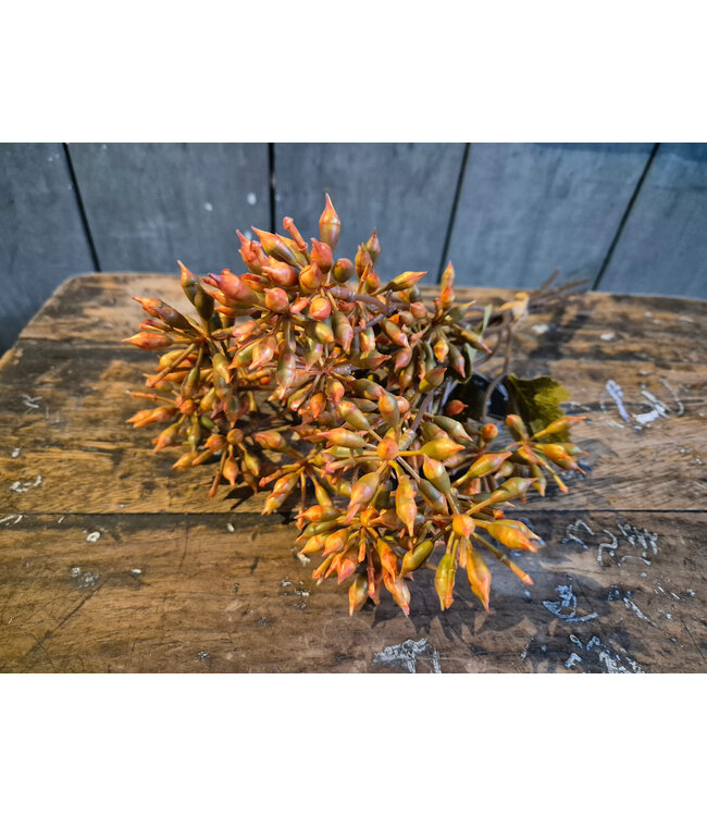 Countryfield Bundel Eucalyptus geel-L13B13H32CM