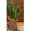 Countryfield Blauwe druif in jute Muscari  - L8B8H20CM