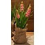 Countryfield Roze druif in jute Muscari  - L8B8H20CM