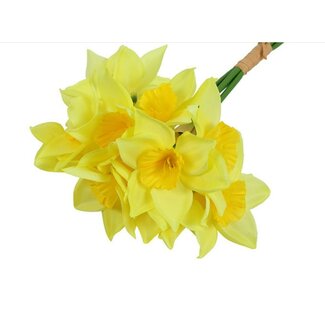 Countryfield Bundel Narcissus x5 geel-L12B12H42CM