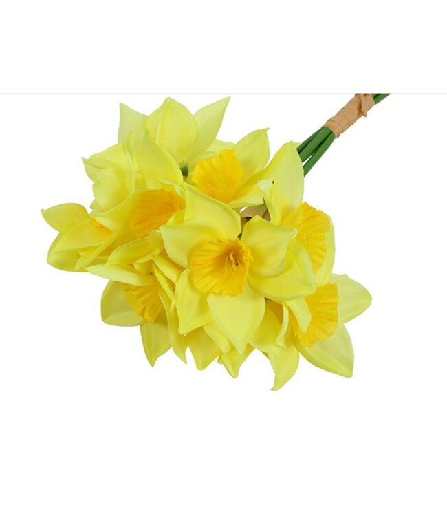 Countryfield Bundel Narcissus x5 geel-L12B12H42CM