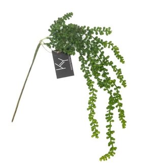 Erwten plant - 10x5x76cm