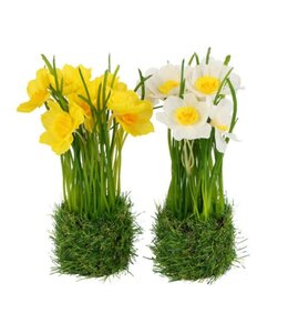 Countryfield ## Flower on base Narcissus wit-16x13x22CM - per stuk