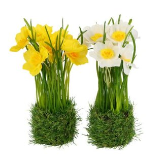 Countryfield Flower on base Narcissus wit-16x13x22CM - per stuk