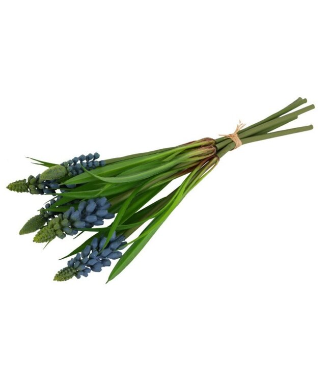 Countryfield # Bundel Muscari blauw-16x6x26CM