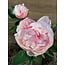 # Roze pioenroos 61 cm