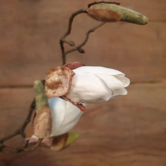 # Witte magnolia knoppen tak "Kelsey" 108 cm