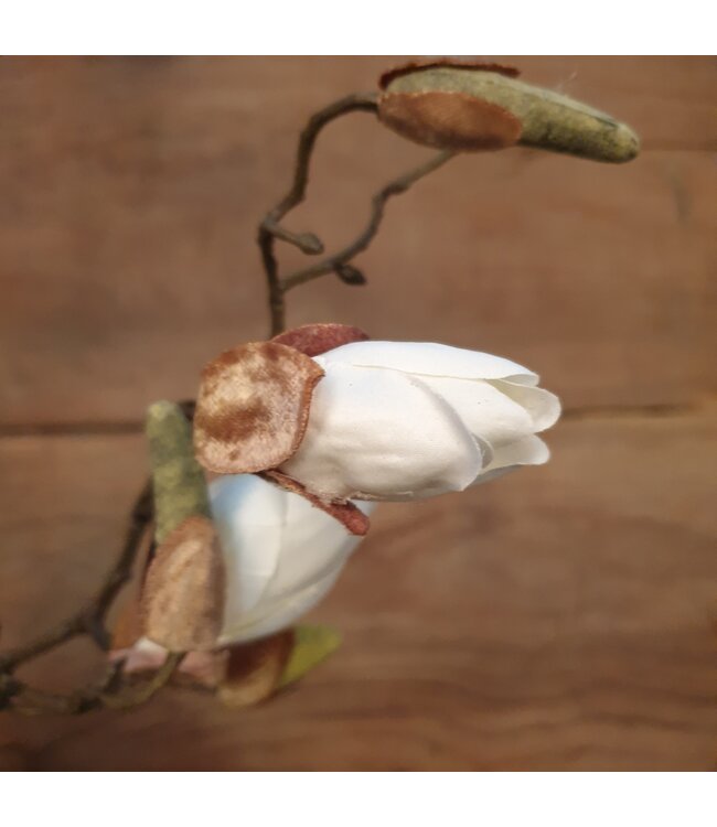 # Witte magnolia knoppen tak "Kelsey" 108 cm