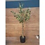 Countryfield Kunstplant Olijf Olea M groen-L40B40H90CM