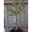 Countryfield Kunstplant Olijf Olea M groen-L40B40H90CM