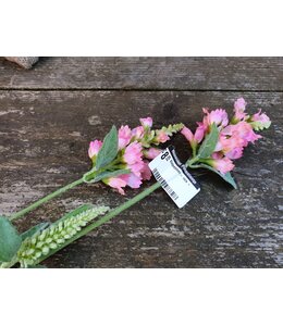 ## Klokjesbloem - roze -