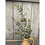 Countryfield # Eucalyptus S groen-L19B19H79CM