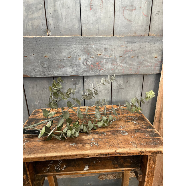 Countryfield # Eucalyptus S groen-L19B19H79CM