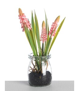 # Muscari in Glass Pot L18cm Pink