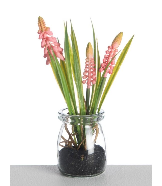 # Muscari in Glass Pot L18cm Pink