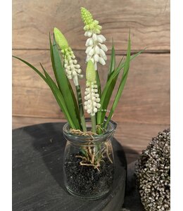 # Witte druifjes in glazen potje "Muscari Desire" 17 cm