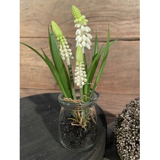 Witte druifjes in glazen potje "Muscari Desire" 17 cm