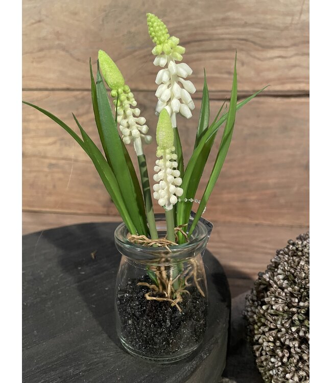 # Witte druifjes in glazen potje "Muscari Desire" 17 cm