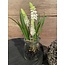 # Witte druifjes in glazen potje "Muscari Desire" 17 cm