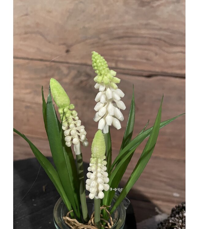 # Witte druifjes in glazen potje "Muscari Desire" 17 cm